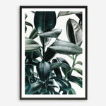 Shop Rubber Plant Art Print a painted style wall art print from The Print Emporium wall artwork collection - Buy Australian made fine art painting style poster and framed prints for the home and your interior decor room, TPE-009-AP