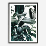 Shop Rubber Plant Art Print a painted style wall art print from The Print Emporium wall artwork collection - Buy Australian made fine art painting style poster and framed prints for the home and your interior decor room, TPE-009-AP