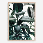 Shop Rubber Plant Art Print a painted style wall art print from The Print Emporium wall artwork collection - Buy Australian made fine art painting style poster and framed prints for the home and your interior decor room, TPE-009-AP