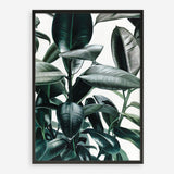 Shop Rubber Plant Art Print a painted style wall art print from The Print Emporium wall artwork collection - Buy Australian made fine art painting style poster and framed prints for the home and your interior decor room, TPE-009-AP