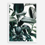 Shop Rubber Plant Art Print a painted style wall art print from The Print Emporium wall artwork collection - Buy Australian made fine art painting style poster and framed prints for the home and your interior decor room, TPE-009-AP