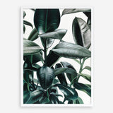 Shop Rubber Plant Art Print a painted style wall art print from The Print Emporium wall artwork collection - Buy Australian made fine art painting style poster and framed prints for the home and your interior decor room, TPE-009-AP