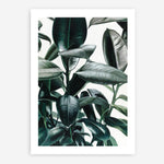 Shop Rubber Plant Art Print a painted style wall art print from The Print Emporium wall artwork collection - Buy Australian made fine art painting style poster and framed prints for the home and your interior decor room, TPE-009-AP
