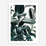 Shop Rubber Plant Art Print a painted style wall art print from The Print Emporium wall artwork collection - Buy Australian made fine art painting style poster and framed prints for the home and your interior decor room, TPE-009-AP