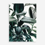 Shop Rubber Plant Art Print a painted style wall art print from The Print Emporium wall artwork collection - Buy Australian made fine art painting style poster and framed prints for the home and your interior decor room, TPE-009-AP