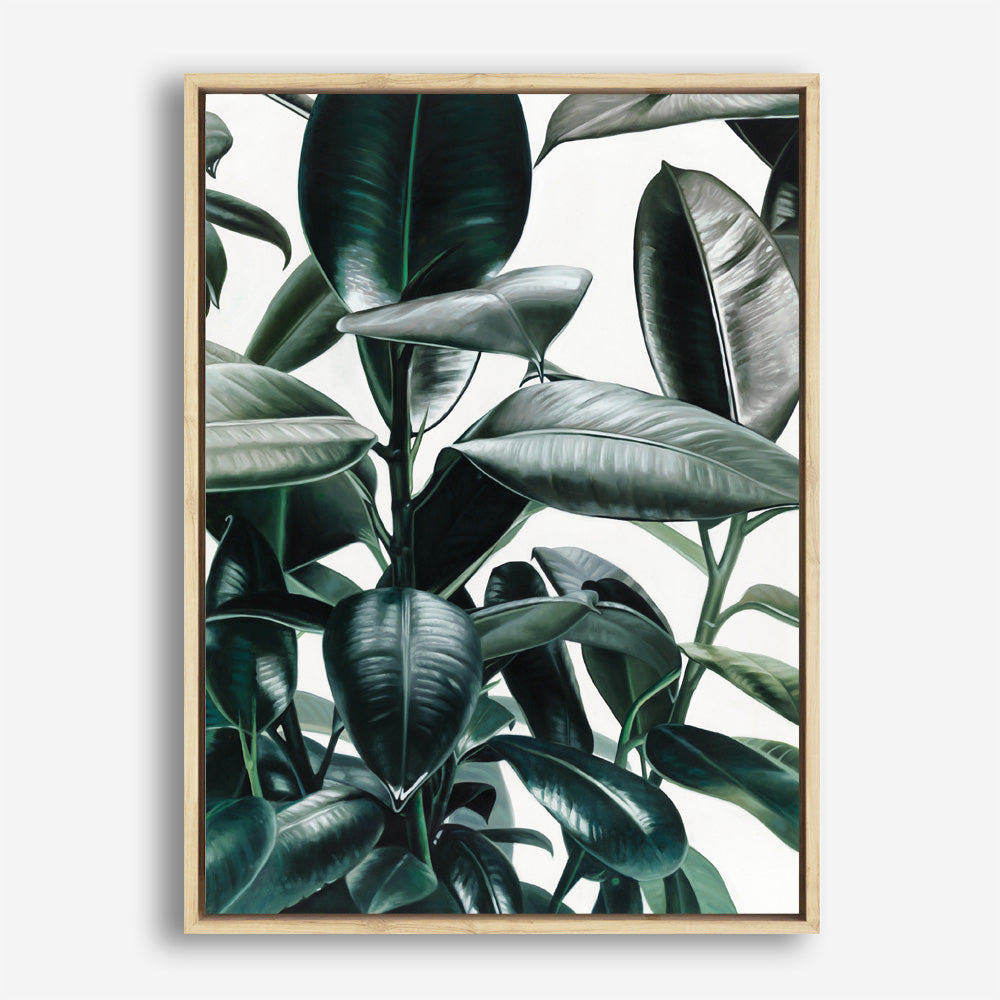 Shop Rubber Plant Canvas Print a painted style framed canvas wall art print from The Print Emporium artwork collection - Buy Australian made fine art painting style stretched canvas prints for the home and your interior decor space, TPE-009-CA-35X46-NF