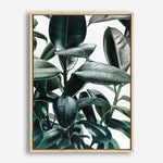 Shop Rubber Plant Canvas Print a painted style framed canvas wall art print from The Print Emporium artwork collection - Buy Australian made fine art painting style stretched canvas prints for the home and your interior decor space, TPE-009-CA-35X46-NF