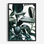 Shop Rubber Plant Canvas Print a painted style framed canvas wall art print from The Print Emporium artwork collection - Buy Australian made fine art painting style stretched canvas prints for the home and your interior decor space, TPE-009-CA-35X46-NF