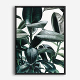 Shop Rubber Plant Canvas Print a painted style framed canvas wall art print from The Print Emporium artwork collection - Buy Australian made fine art painting style stretched canvas prints for the home and your interior decor space, TPE-009-CA-35X46-NF