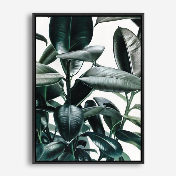 Shop Rubber Plant Canvas Print a painted style framed canvas wall art print from The Print Emporium artwork collection - Buy Australian made fine art painting style stretched canvas prints for the home and your interior decor space, TPE-009-CA-35X46-NF
