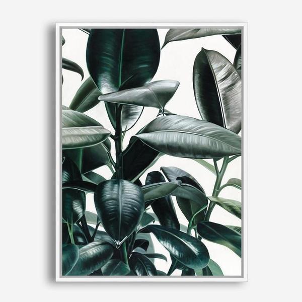 Shop Rubber Plant Canvas Print a painted style framed canvas wall art print from The Print Emporium artwork collection - Buy Australian made fine art painting style stretched canvas prints for the home and your interior decor space, TPE-009-CA-35X46-NF