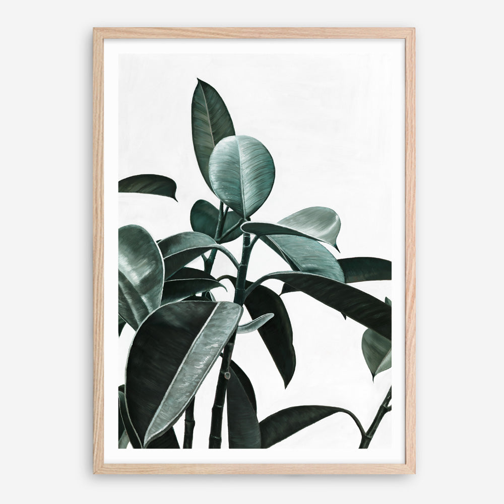 Shop Rubber Plant II Art Print a painted style wall art print from The Print Emporium wall artwork collection - Buy Australian made fine art painting style poster and framed prints for the home and your interior decor room, TPE-670-AP