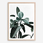 Shop Rubber Plant II Art Print a painted style wall art print from The Print Emporium wall artwork collection - Buy Australian made fine art painting style poster and framed prints for the home and your interior decor room, TPE-670-AP