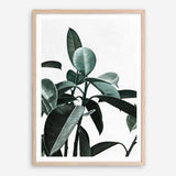 Shop Rubber Plant II Art Print a painted style wall art print from The Print Emporium wall artwork collection - Buy Australian made fine art painting style poster and framed prints for the home and your interior decor room, TPE-670-AP