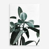 Shop Rubber Plant II Art Print a painted style wall art print from The Print Emporium wall artwork collection - Buy Australian made fine art painting style poster and framed prints for the home and your interior decor room, TPE-670-AP