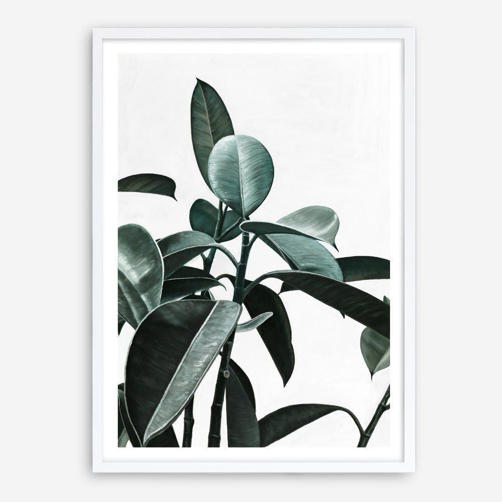 Shop Rubber Plant II Art Print a painted style wall art print from The Print Emporium wall artwork collection - Buy Australian made fine art painting style poster and framed prints for the home and your interior decor room, TPE-670-AP
