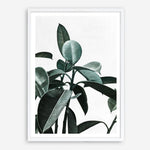 Shop Rubber Plant II Art Print a painted style wall art print from The Print Emporium wall artwork collection - Buy Australian made fine art painting style poster and framed prints for the home and your interior decor room, TPE-670-AP