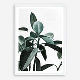 Shop Rubber Plant II Art Print a painted style wall art print from The Print Emporium wall artwork collection - Buy Australian made fine art painting style poster and framed prints for the home and your interior decor room, TPE-670-AP
