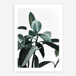 Shop Rubber Plant II Art Print a painted style wall art print from The Print Emporium wall artwork collection - Buy Australian made fine art painting style poster and framed prints for the home and your interior decor room, TPE-670-AP