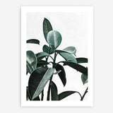 Shop Rubber Plant II Art Print a painted style wall art print from The Print Emporium wall artwork collection - Buy Australian made fine art painting style poster and framed prints for the home and your interior decor room, TPE-670-AP
