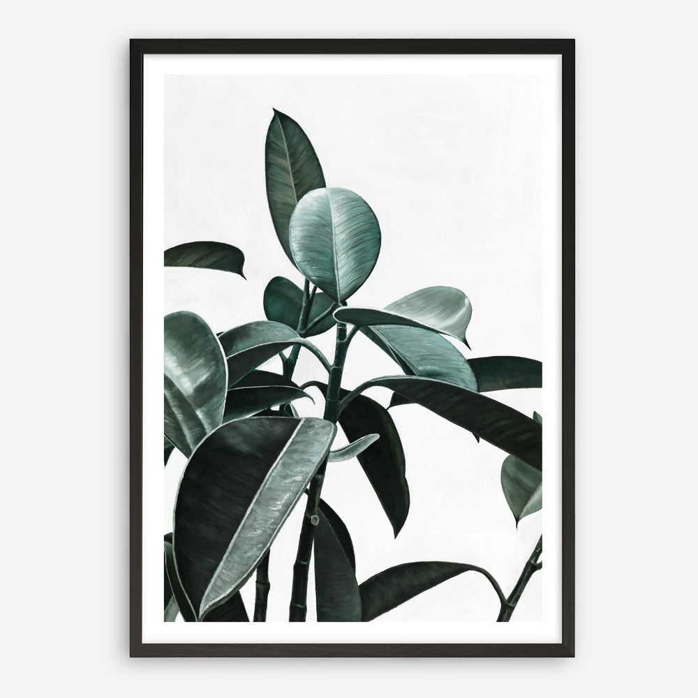 Shop Rubber Plant II Art Print a painted style wall art print from The Print Emporium wall artwork collection - Buy Australian made fine art painting style poster and framed prints for the home and your interior decor room, TPE-670-AP