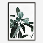 Shop Rubber Plant II Art Print a painted style wall art print from The Print Emporium wall artwork collection - Buy Australian made fine art painting style poster and framed prints for the home and your interior decor room, TPE-670-AP