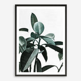 Shop Rubber Plant II Art Print a painted style wall art print from The Print Emporium wall artwork collection - Buy Australian made fine art painting style poster and framed prints for the home and your interior decor room, TPE-670-AP