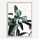 Shop Rubber Plant II Art Print a painted style wall art print from The Print Emporium wall artwork collection - Buy Australian made fine art painting style poster and framed prints for the home and your interior decor room, TPE-670-AP