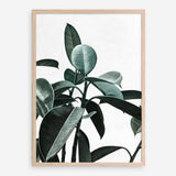 Shop Rubber Plant II Art Print a painted style wall art print from The Print Emporium wall artwork collection - Buy Australian made fine art painting style poster and framed prints for the home and your interior decor room, TPE-670-AP