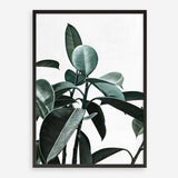 Shop Rubber Plant II Art Print a painted style wall art print from The Print Emporium wall artwork collection - Buy Australian made fine art painting style poster and framed prints for the home and your interior decor room, TPE-670-AP