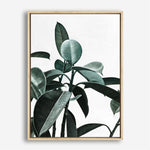 Shop Rubber Plant II Canvas Print a painted style framed canvas wall art print from The Print Emporium artwork collection - Buy Australian made fine art painting style stretched canvas prints for the home and your interior decor space, TPE-670-CA-35X46-NF
