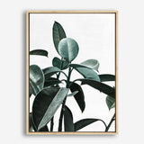Shop Rubber Plant II Canvas Print a painted style framed canvas wall art print from The Print Emporium artwork collection - Buy Australian made fine art painting style stretched canvas prints for the home and your interior decor space, TPE-670-CA-35X46-NF