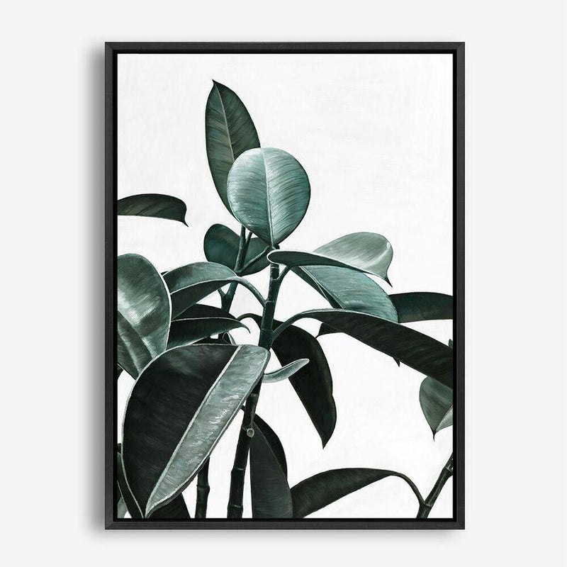 Shop Rubber Plant II Canvas Print a painted style framed canvas wall art print from The Print Emporium artwork collection - Buy Australian made fine art painting style stretched canvas prints for the home and your interior decor space, TPE-670-CA-35X46-NF