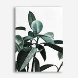 Shop Rubber Plant II Canvas Print a painted style framed canvas wall art print from The Print Emporium artwork collection - Buy Australian made fine art painting style stretched canvas prints for the home and your interior decor space, TPE-670-CA-35X46-NF