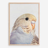 Shop Sammy The Budgerigar Art Print a painted bird themed wall art print from The Print Emporium wall artwork collection - Buy Australian made fine art painting style poster and framed prints for the home and your interior decor room, TPE-462-AP