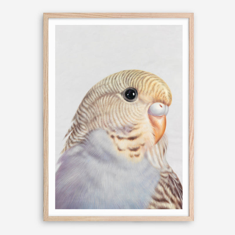 Shop Sammy The Budgerigar Art Print a painted bird themed wall art print from The Print Emporium wall artwork collection - Buy Australian made fine art painting style poster and framed prints for the home and your interior decor room, TPE-462-AP
