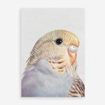 Shop Sammy The Budgerigar Art Print a painted bird themed wall art print from The Print Emporium wall artwork collection - Buy Australian made fine art painting style poster and framed prints for the home and your interior decor room, TPE-462-AP