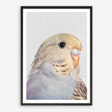 Shop Sammy The Budgerigar Art Print a painted bird themed wall art print from The Print Emporium wall artwork collection - Buy Australian made fine art painting style poster and framed prints for the home and your interior decor room, TPE-462-AP