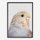 Shop Sammy The Budgerigar Art Print a painted bird themed wall art print from The Print Emporium wall artwork collection - Buy Australian made fine art painting style poster and framed prints for the home and your interior decor room, TPE-462-AP