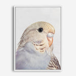 Shop Sammy The Budgerigar Canvas Print a painted bird themed framed canvas wall art print from The Print Emporium artwork collection - Buy Australian made fine art painting style stretched canvas prints for the home and your interior decor space, TPE-462-CA-35X46-NF