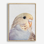 Shop Sammy The Budgerigar Canvas Print a painted bird themed framed canvas wall art print from The Print Emporium artwork collection - Buy Australian made fine art painting style stretched canvas prints for the home and your interior decor space, TPE-462-CA-35X46-NF