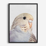 Shop Sammy The Budgerigar Canvas Print a painted bird themed framed canvas wall art print from The Print Emporium artwork collection - Buy Australian made fine art painting style stretched canvas prints for the home and your interior decor space, TPE-462-CA-35X46-NF