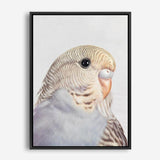 Shop Sammy The Budgerigar Canvas Print a painted bird themed framed canvas wall art print from The Print Emporium artwork collection - Buy Australian made fine art painting style stretched canvas prints for the home and your interior decor space, TPE-462-CA-35X46-NF