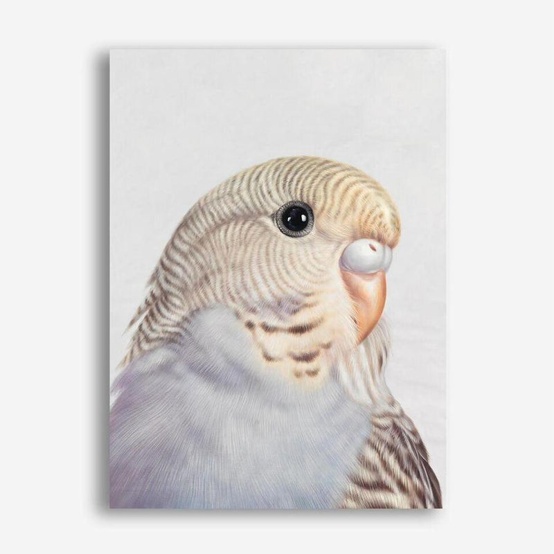 Shop Sammy The Budgerigar Canvas Print a painted bird themed framed canvas wall art print from The Print Emporium artwork collection - Buy Australian made fine art painting style stretched canvas prints for the home and your interior decor space, TPE-462-CA-35X46-NF