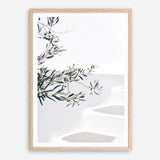 Shop Santorini Olive Branch Photo Art Print a coastal themed photography wall art print from The Print Emporium wall artwork collection - Buy Australian made fine art poster and framed prints for the home and your interior decor, TPE-1279-AP
