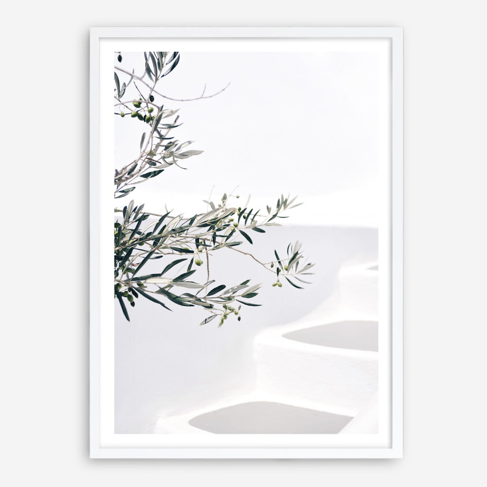 Shop Santorini Olive Branch Photo Art Print a coastal themed photography wall art print from The Print Emporium wall artwork collection - Buy Australian made fine art poster and framed prints for the home and your interior decor, TPE-1279-AP