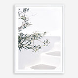 Shop Santorini Olive Branch Photo Art Print a coastal themed photography wall art print from The Print Emporium wall artwork collection - Buy Australian made fine art poster and framed prints for the home and your interior decor, TPE-1279-AP