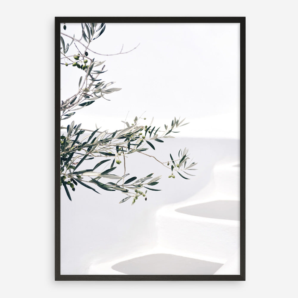 Shop Santorini Olive Branch Photo Art Print a coastal themed photography wall art print from The Print Emporium wall artwork collection - Buy Australian made fine art poster and framed prints for the home and your interior decor, TPE-1279-AP