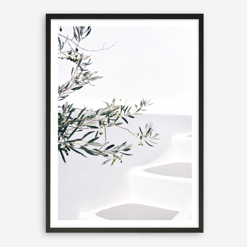 Shop Santorini Olive Branch Photo Art Print a coastal themed photography wall art print from The Print Emporium wall artwork collection - Buy Australian made fine art poster and framed prints for the home and your interior decor, TPE-1279-AP