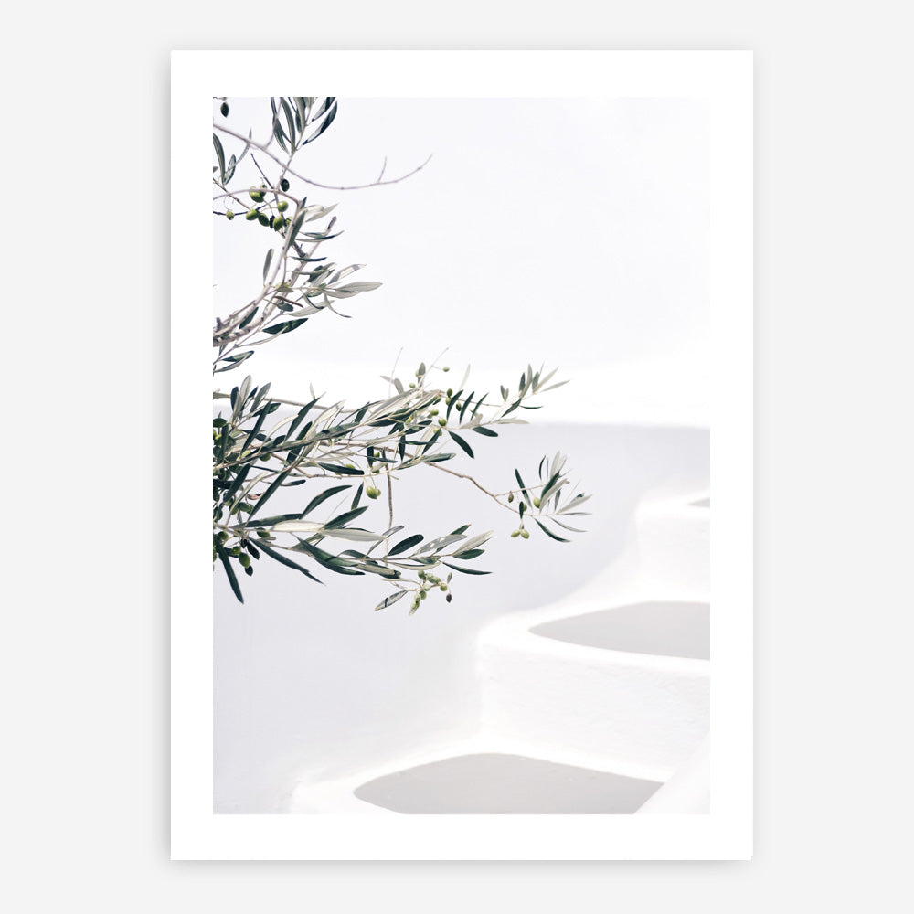 Shop Santorini Olive Branch Photo Art Print a coastal themed photography wall art print from The Print Emporium wall artwork collection - Buy Australian made fine art poster and framed prints for the home and your interior decor, TPE-1279-AP